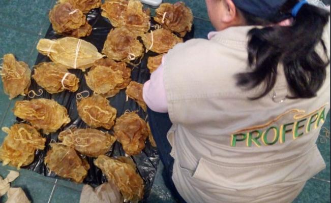 Vinculado a proceso el ciudadano chino detenido en aeropuerto con buches del pez totoaba (Totoaba macdonaldi)