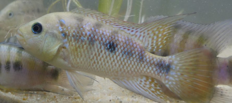 El exótico pez convicto (Amatitlania nigrofasciata), desplaza y pone en riesgo de extinción a mojarra mexicana (Cichlasoma istlanum)