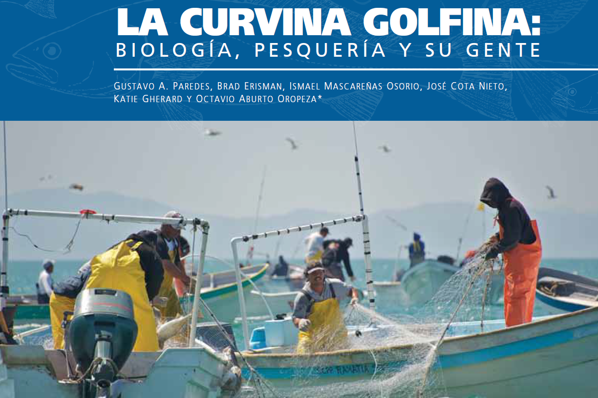 La curvina golfina: biología, pesquería y su gente