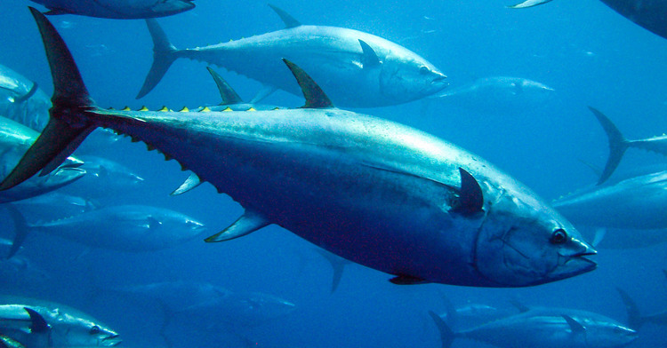 La pesquería industrial mexicana de atún, es una pesca sustentable de clase mundial: Gobierno de México
