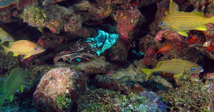 Los ecosistemas marinos protegidos de México incorporan 70 millones de hectáreas