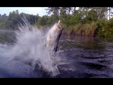 Video: Grandes lobinas atrapando señuelos