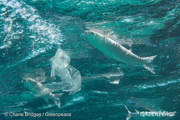 Día Mundial de los Océanos, por un futuro libre de plásticos
