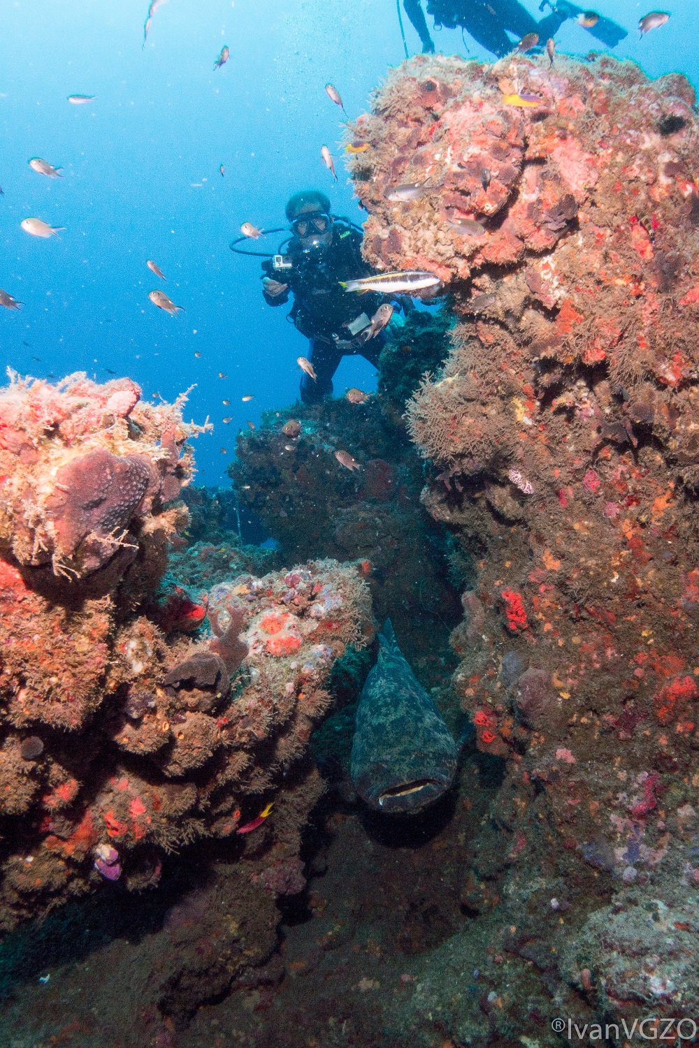 Declararán ANP los arrecifes de Los Tuxtlas del Golfo de México en Veracruz