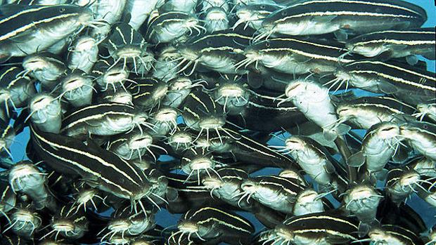 La especiación de los peces es más rápida en los océanos polares que en los trópicos
