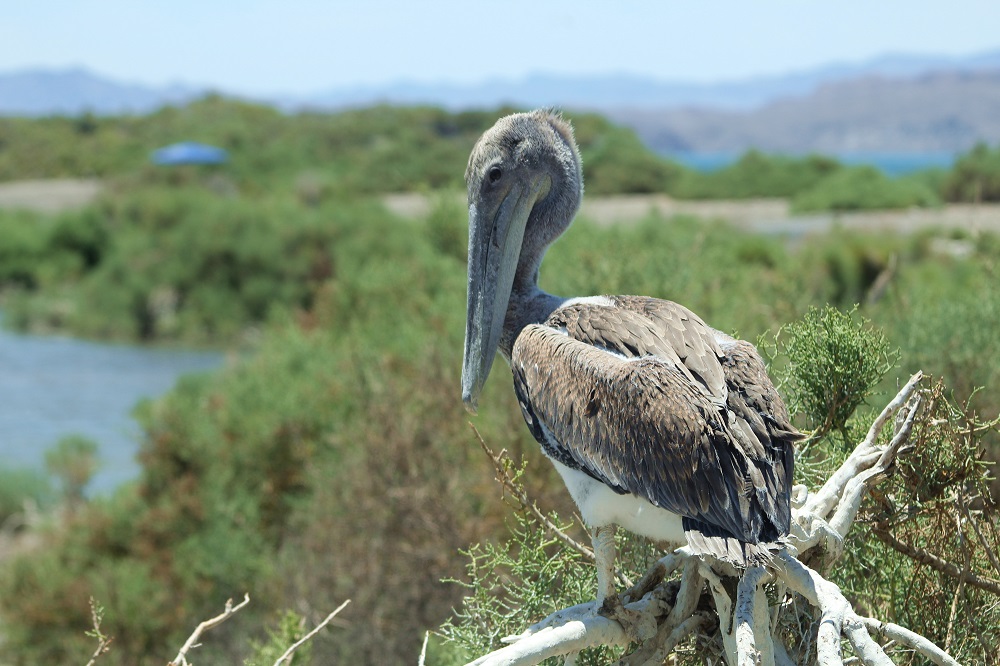 Crecen nidadas de pelícano pardo californiano (Pelecanus occidentalis californicus)  en Islas del Golfo de California