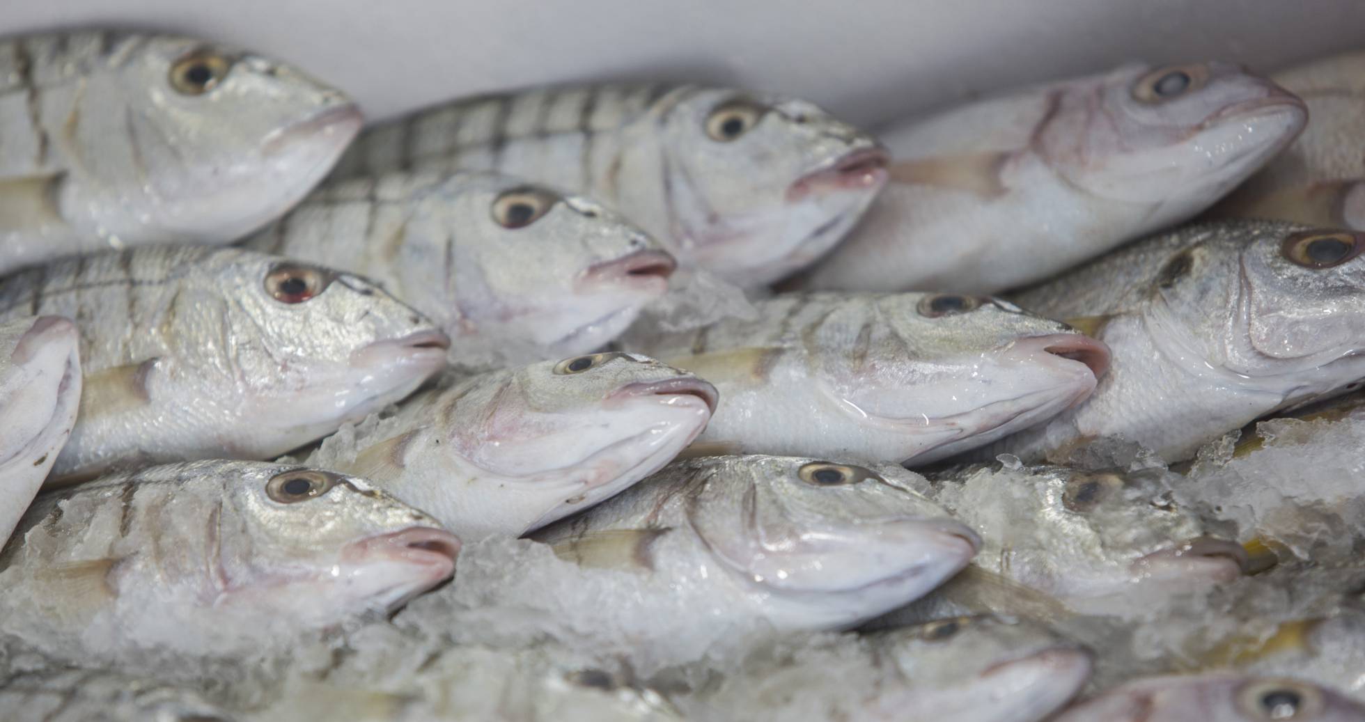 Un tercio de los bancos de peces están sobreexplotados