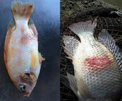 Revisión científica sobre el virus de la tilapia del lago (TiLV)