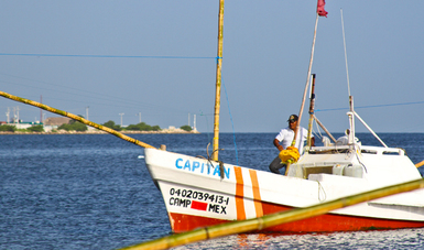 El 1 de agosto inició temporada de captura de pulpo (Octopus maya y Octopus vulgaris) en costas de Yucatán y Campeche