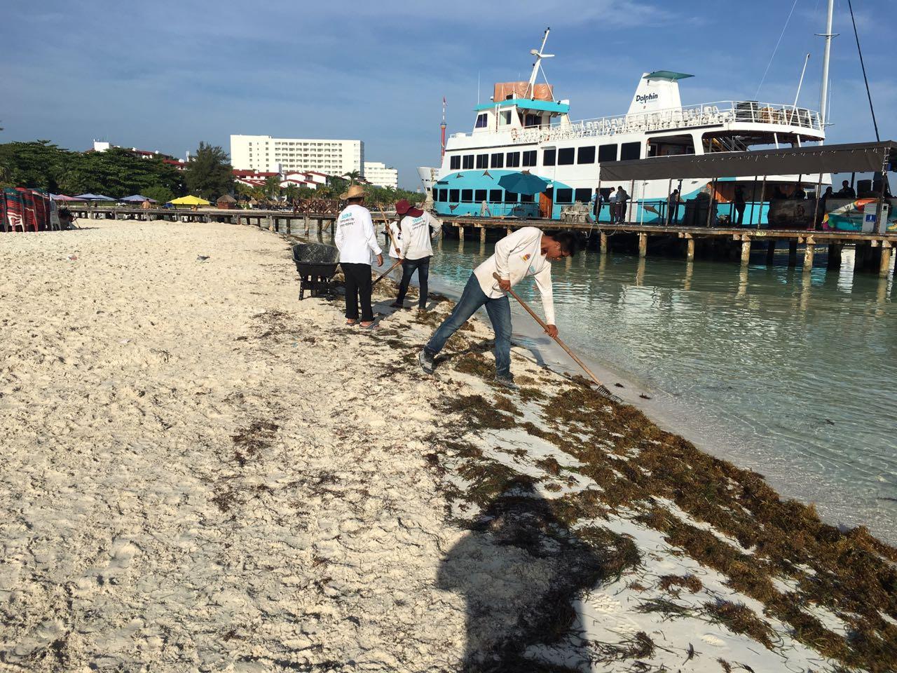 Científicos diseñan agenda nacional para investigación y manejo de sargazo (Sargassum sp) en el Caribe mexicano