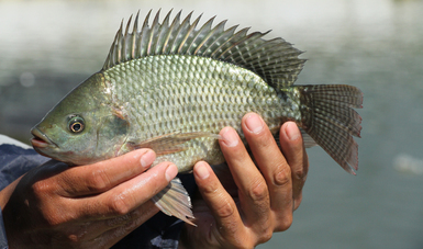 Asegura gobierno mexicano suficiente abasto y sanidad de tilapia en México, tras brote del virus de la Tilapia del Lago