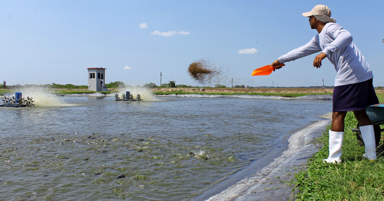 La pesca y la acuacultura crecen más que la población