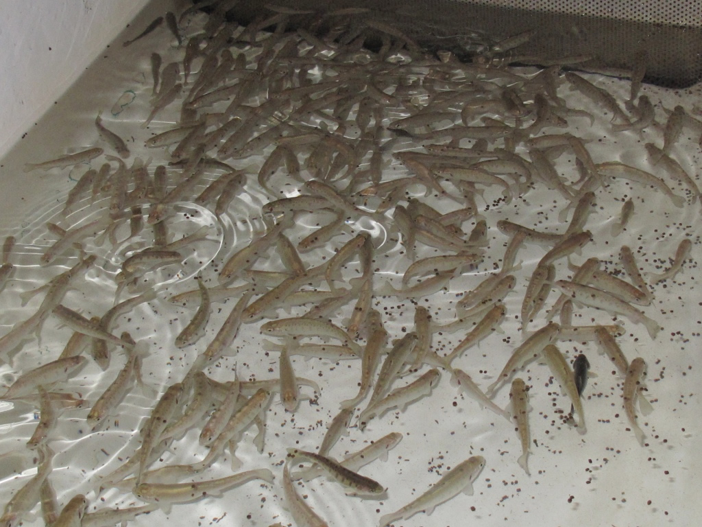 Anuncian ganadores de Premio a la Pesca y Acuacultura Sustentables 2018: la sociedad de Truchas Sustentables gana en acuacultura