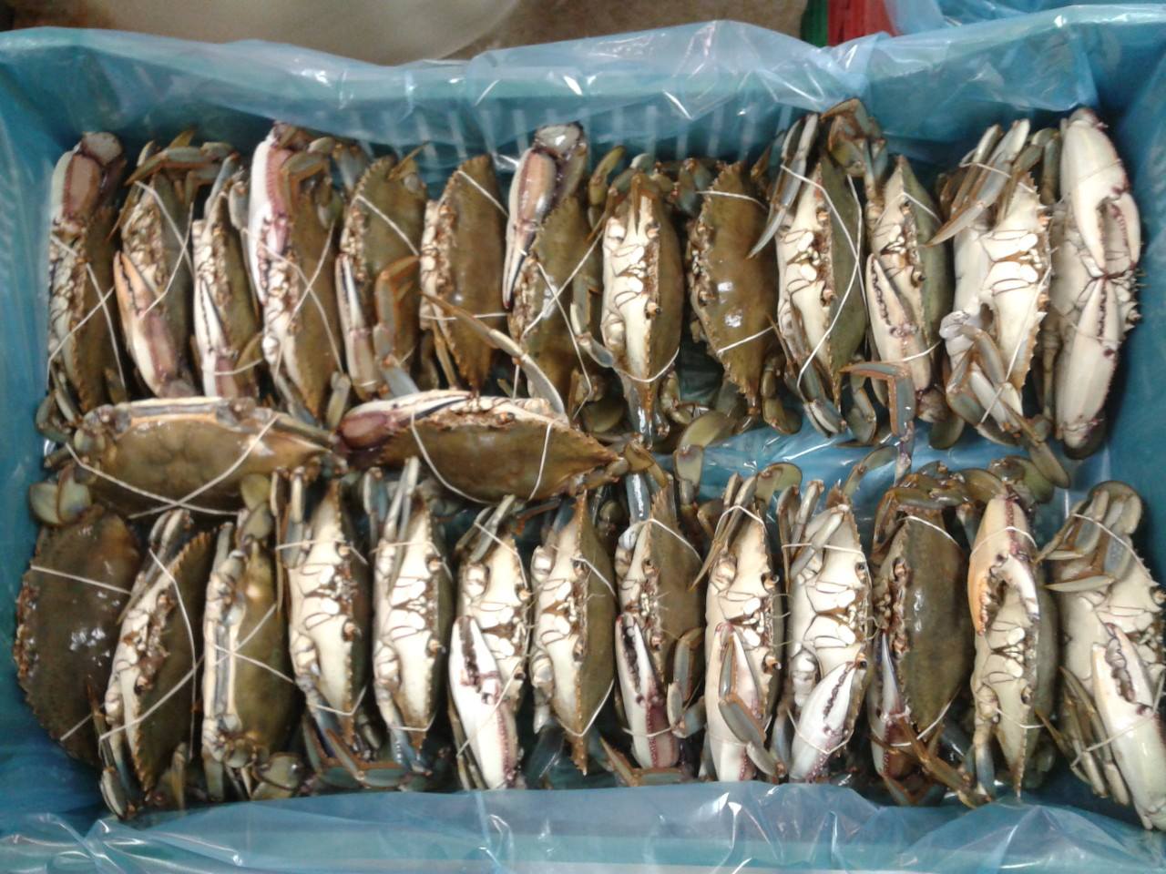 Concentración de mercurio y plaguicidas organoclorados (POC) en tejido comestible de jaiba café (Callinectes bellicosu) de las costas de Sonora y Sinaloa, México