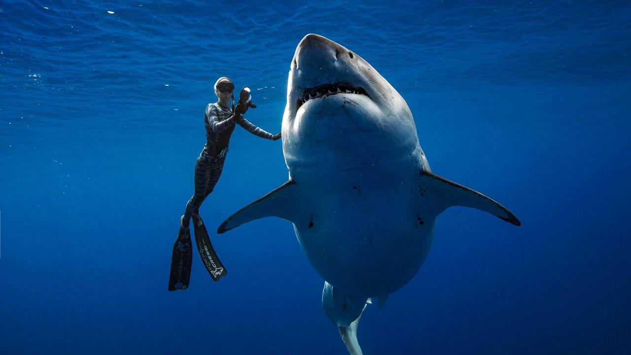 Gran legendario tiburón filmado nadando con buzos en Hawái