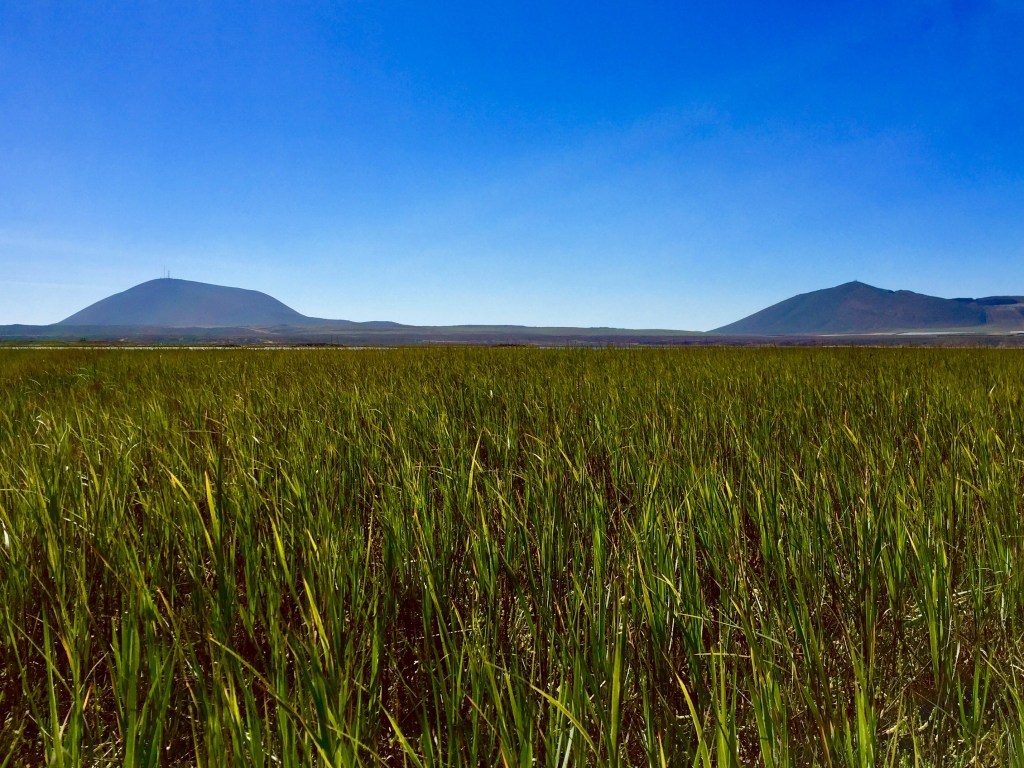 Divulga CosraSalvaje la importancia del Carbono Azul