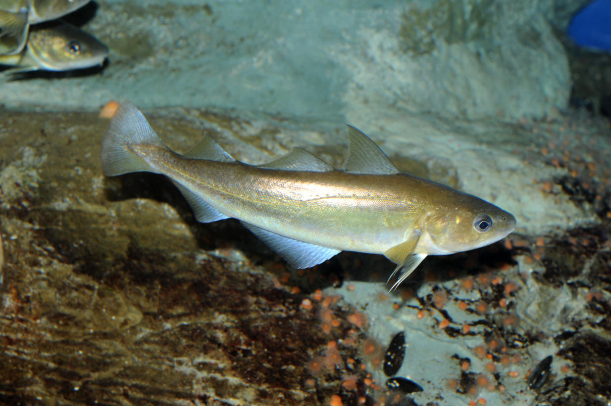 Apoya México la pesca comercial de merluza (Merluccius productus) en noroeste del país