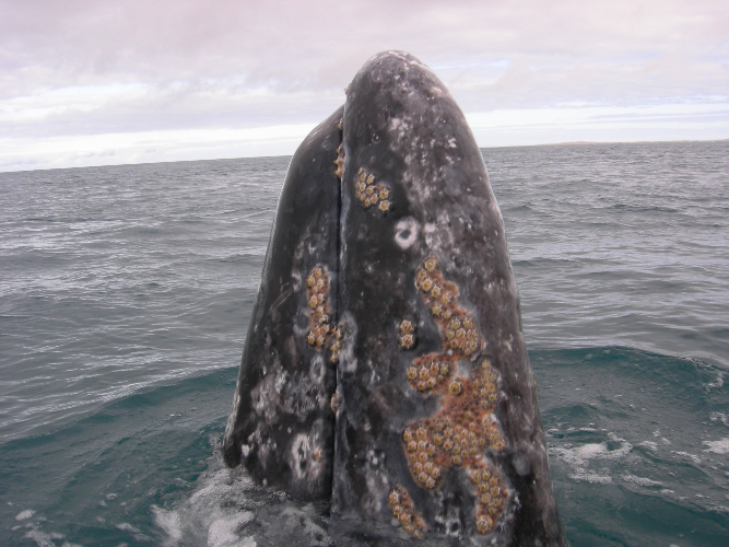 Estudian diversidad, abundancia y distribución de mamíferos marinos de Baja California