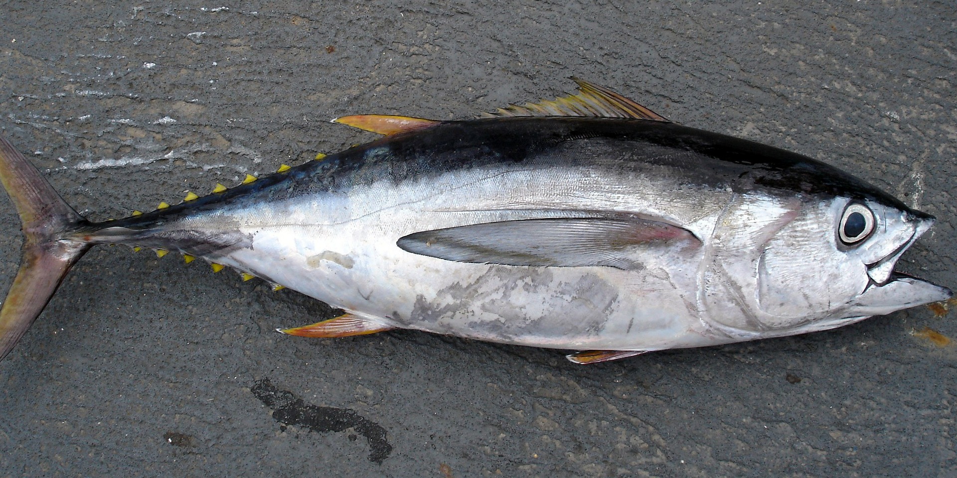 ACUERDO por el que se establece veda temporal para la pesca comercial de atún aleta amarilla (Thunnus albacares), patudo o atún ojo grande (Thunnus obesus), atún aleta azul (Thunnus orientalis) y barrilete (Katsuwonus pelamis) en aguas de jurisdicción federal de los Estados Unidos Mexicanos del Océano Pacífico y por el que se prohíbe temporalmente que embarcaciones cerqueras de bandera mexicana capturen dichas especies en alta mar y aguas jurisdiccionales extranjeras que se encuentren en el área de regulación de la Comisión Interamericana del Atún Tropical para los años 2018, 2019 y 2020.