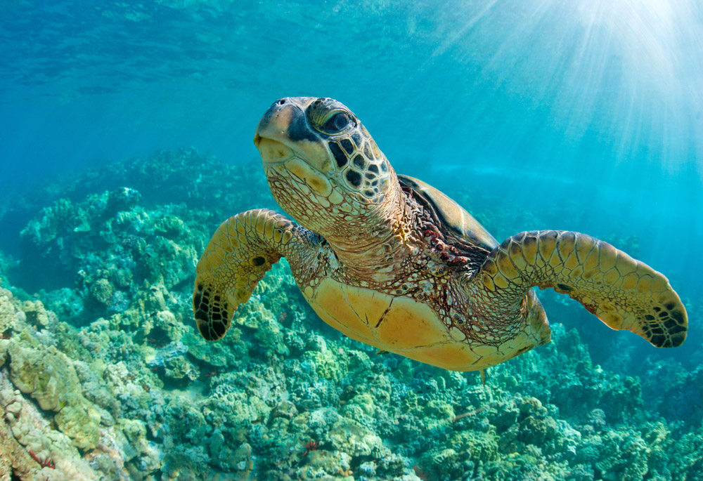 México: santuario ancestral de las tortugas marinas