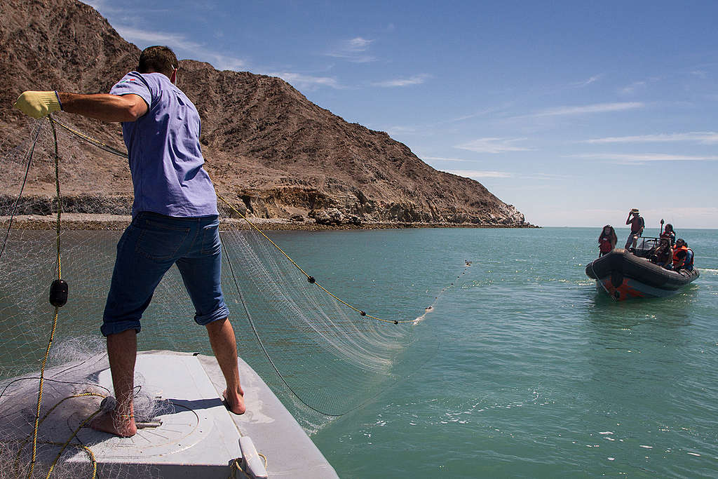 Gobierno Federal sin plan contundente para salvar a la vaquita marina