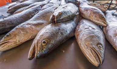 Anuncian volumen de captura de curvina golfina en el Alto Golfo de California