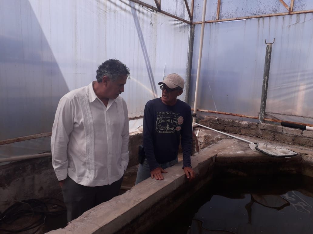 Para detonar producción de tilapia en Nayarit, producirán 30 millones de crías, con apoyo del Inapesca