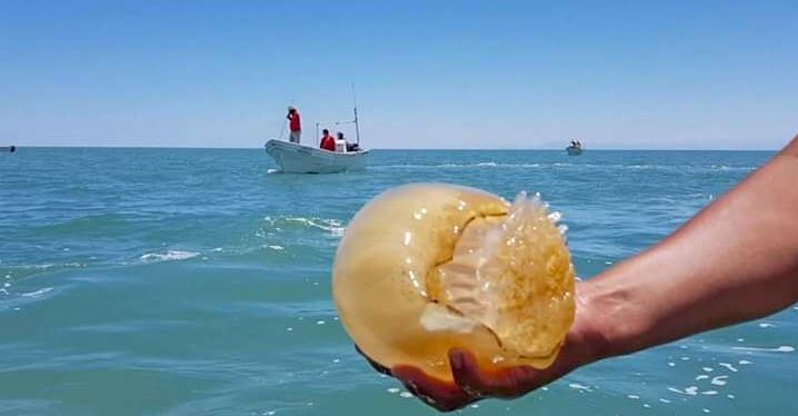 Crece la pesquería de la medusa bola de cañón en el Alto Golfo de California donde genera 300 mdp y 5 mil empleos