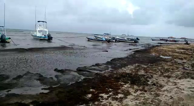 El sargazo (Sargassum sp) invade el Caribe mexicano y provoca pérdidas por más de 200 MDD en la Riviera Maya
