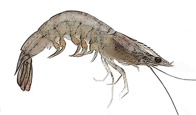 Triplicarán producción de camarón blanco (Litopenaeus vannamei), con programa de reclutamiento asistido en sistemas lagunares de México