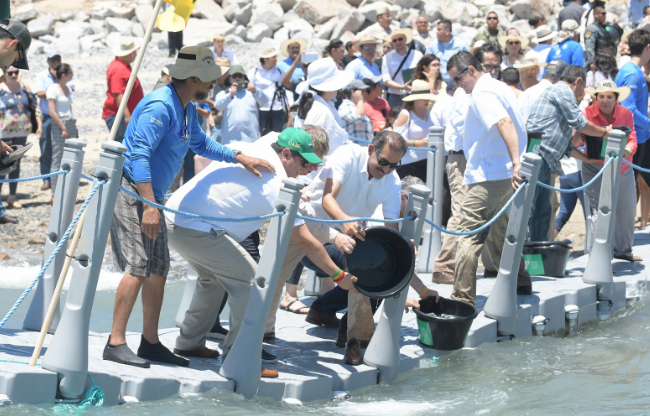 En medio de la crisis financiera, la UABC avanza en repoblamiento de totoaba en el Mar de Cortés; han liberado 133 mil crías