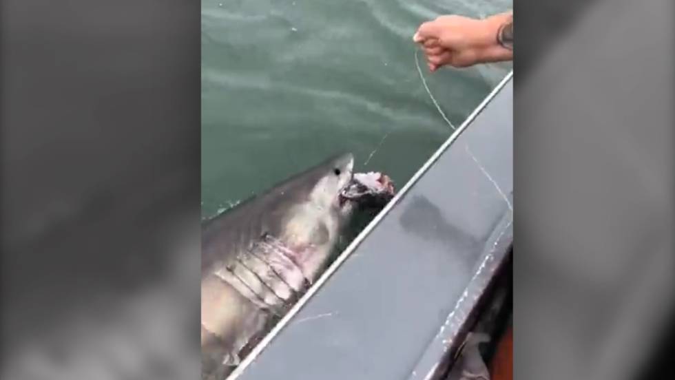 Un tiburón blanco arrastra a un barco de pescadores tras morder su anzuelo