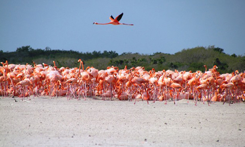 Se informa al público en general, que la Secretaría de Medio Ambiente, Recursos Naturales y Pesca, ha concluido la elaboración del Programa de Manejo del Area Natural Protegida con el carácter de Reserva de la Biosfera la región conocida como Ría Lagartos