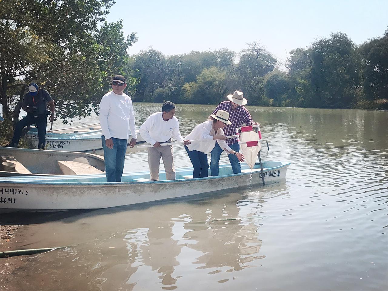 Inicia en Sinaloa un programa piloto de repoblamiento de camarón