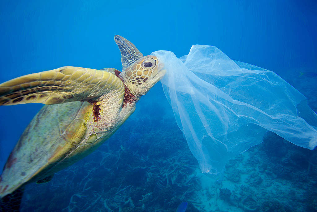 4 animales que sufren por la contaminación plástica