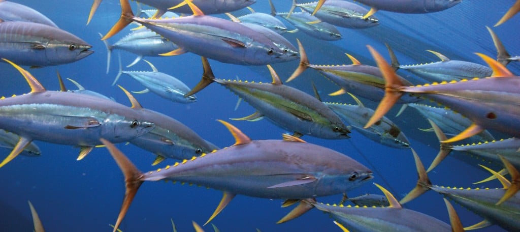 Patrones espaciales del atún aleta amarilla en el Océano Pacífico Oriental: una exploración de perfiles de concentración
