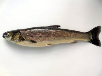 Científicos mexicanos proyectan cultivo del pez acúmara (Algansea lacustris), nativo del lago de Pátzcuaro