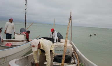 Inició la temporada de captura de pulpo en el Golfo de México y Mar Caribe mexicano el 1 de agosto