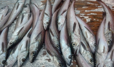 Convertirán en industria sustentable la pesquería de la merluza (Merluccius productus) en el Golfo de California