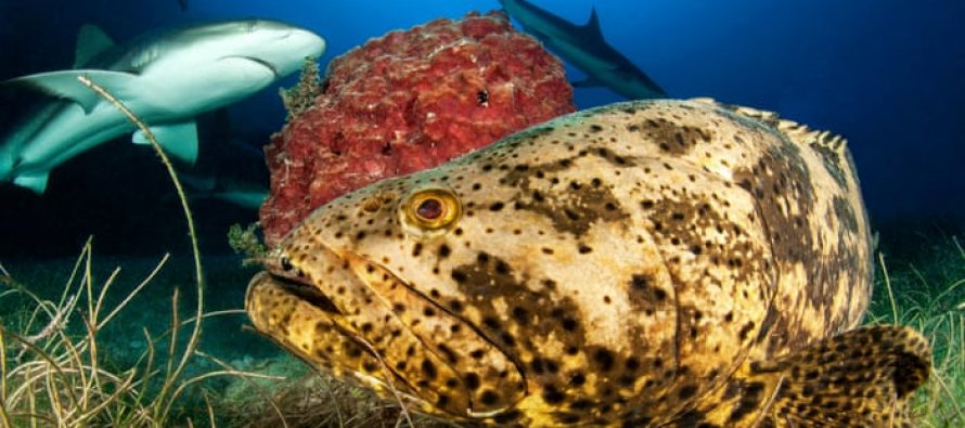 Cuba reforma drásticamente las leyes de pesca para proteger los arrecifes de coral, tiburones y rayas