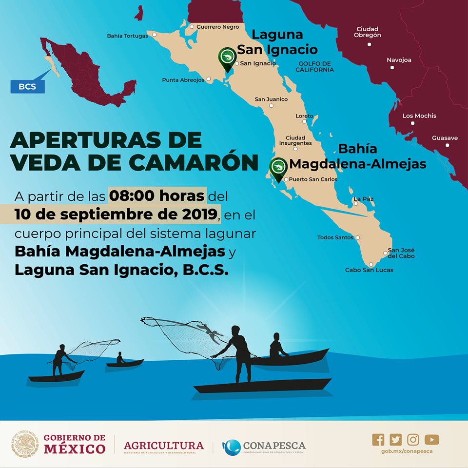 Fin a la veda de camarón en Bahía Magdalena-Almejas y San Ignacio, BCS