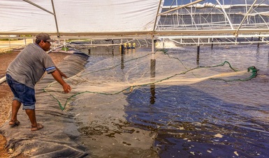 México, sede en 2021 de la 11 reunión del Subcomité de Acuicultura de la FAO