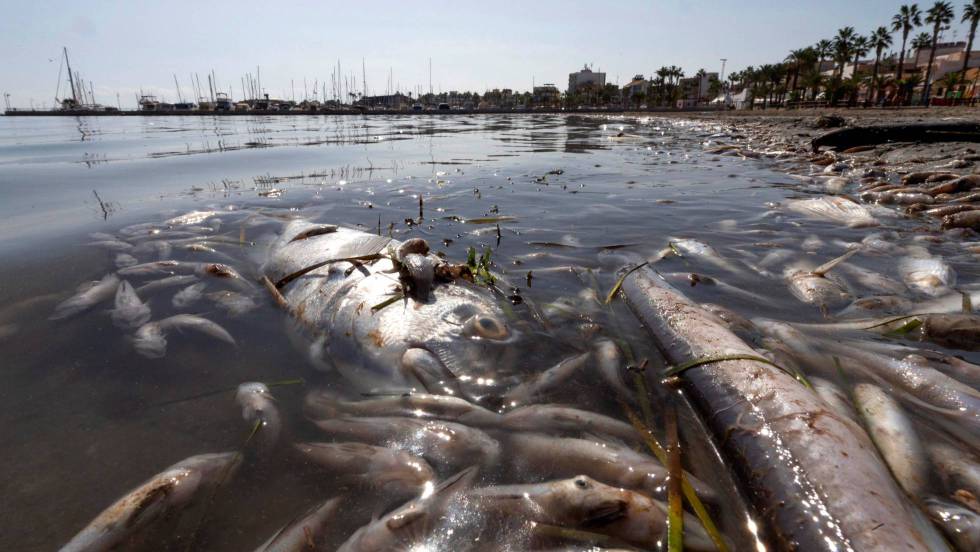 Retiradas tres toneladas de peces muertos en el mar Menor
