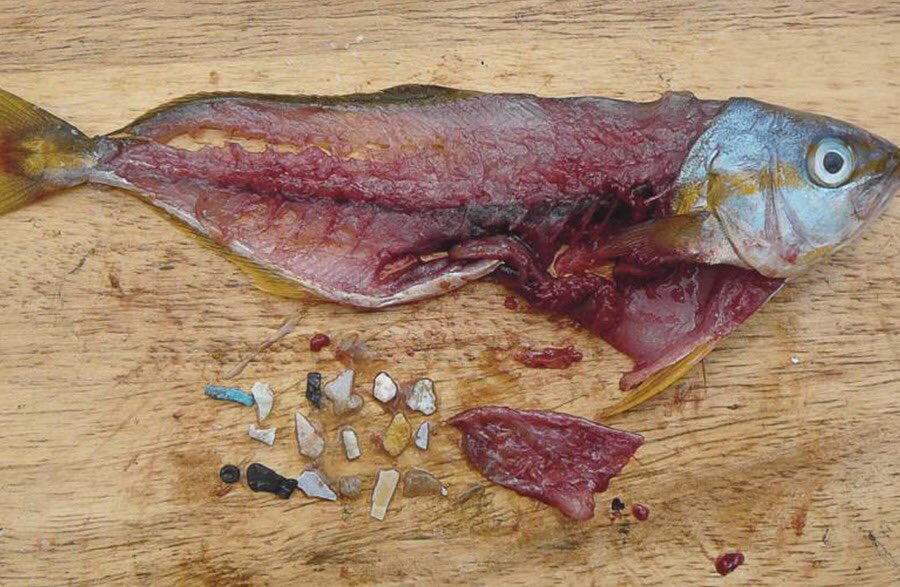 ¿En qué peces encontramos microplásticos en su organismo?