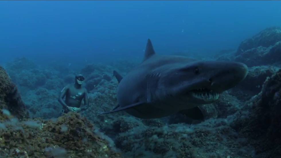 Un paseo sin respirar con tiburones solrayo en El Hierro