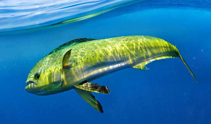 Biología del Dorado Coryphaena hippurus (LINNAEUS, 1758) y sus implicaciones para la pesquería artesanal del pacífico sur de México