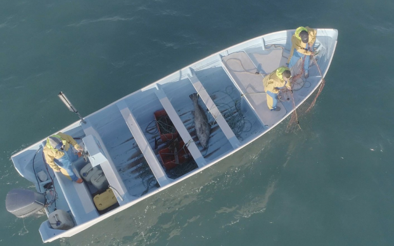 La pesca ilegal desatada como nunca