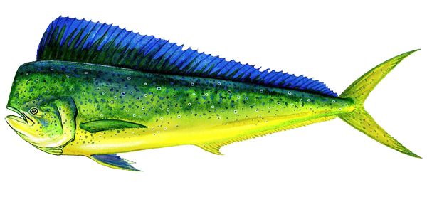 No hay evidencias científicas para liberar la pesca comercial de dorado (Coryphaena hippurus), en México