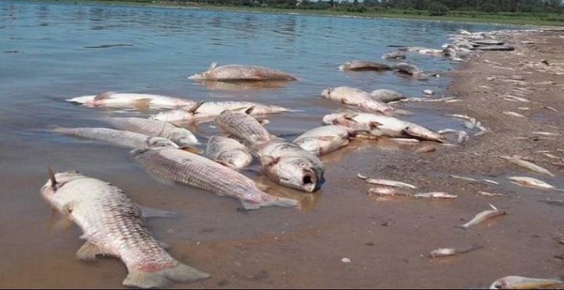 Contestación al punto de acuerdo, aprobado por la cámara de diputados, para implantar programas o acciones inmediatos de restauración ecológica ante el grave desequilibrio del río Papaloapan por los altos niveles de contaminación