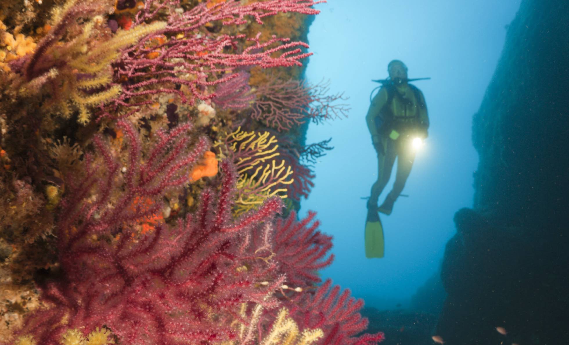 Los corales del Mediterráneo, indefensos ante las redes de pesca